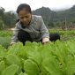 Mô hình trồng rau sạch tại thôn Xuốm Chõng xã Đồng Lương