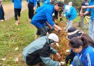 Tổ chức Trồng hàng rào xanh, xây dựng NTM tại thôn thung vào ngày 16 tháng 03 năm 2025 
