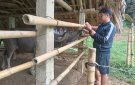 Đẩy nhanh tiến độ tiêm phòng vắc xin gia súc, gia cầm đợt 1 năm 2023