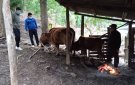 UỶ BAN NHÂN DÂN XÃ ĐỒNG LƯƠNG TRIỂN KHAI HƯỚNG DẪN CHỐNG RÉT CHO ĐÀN GIA XÚC GIA CẦM