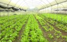 Nhân dân xã Đồng Lương tích cực chăm sóc và gieo trồng cây rau màu vụ Xuân năm 2025